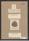 Stictodiscus varians Castrac. (de-Toni-Nr.: Genus 205, Species 5261) Zeichnungen Sammlung Grunow Nr. 9061 (NHMW-BOT-W0378792)